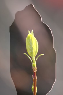 \